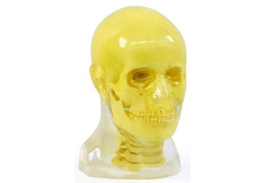 Head Phantom with Cervical Spine带颈椎的头模