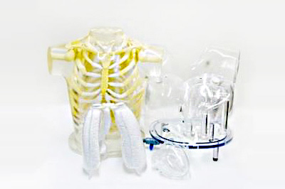 Heart & Thorax Phantom 心脏与胸腔体模